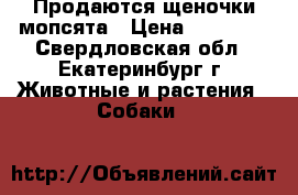 Продаются щеночки мопсята › Цена ­ 21 000 - Свердловская обл., Екатеринбург г. Животные и растения » Собаки   